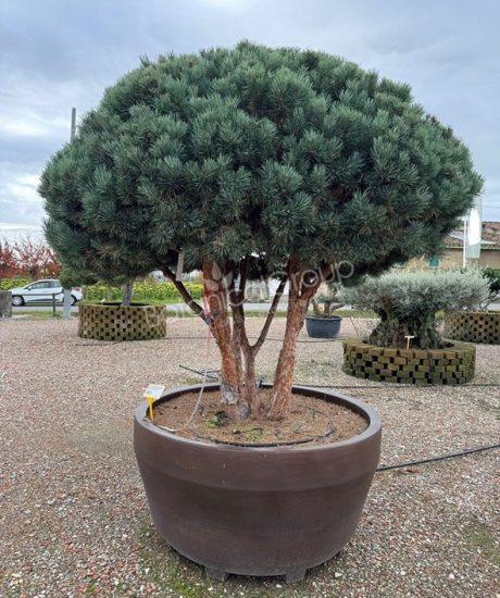 Pinus sylvestris 'Watereri' - Grove den