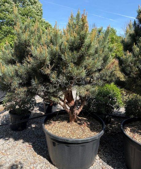 Pinus sylvestris 'Watereri' - Grove den