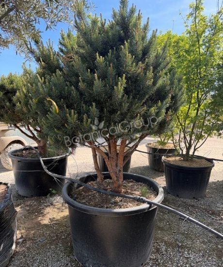 Pinus sylvestris 'Watereri' - Grove den