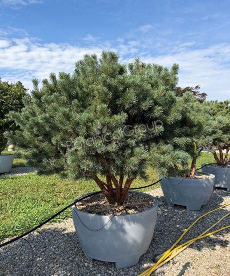 Pinus sylvestris 'Watereri' - Grove den