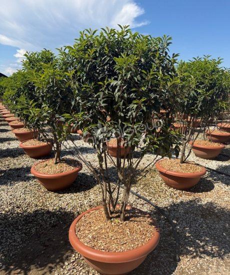 Prunus lusitanica 'Angustifolia' - Portugese laurier