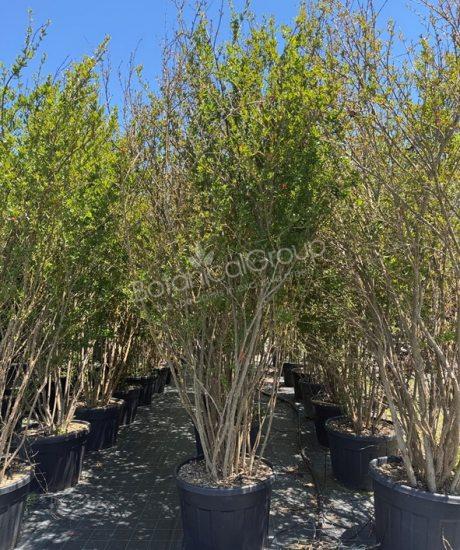 Granaatappelboom - Punica granatum