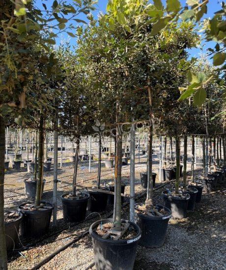 Quercus ilex - Steeneik