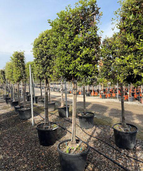 Quercus ilex - Steeneik