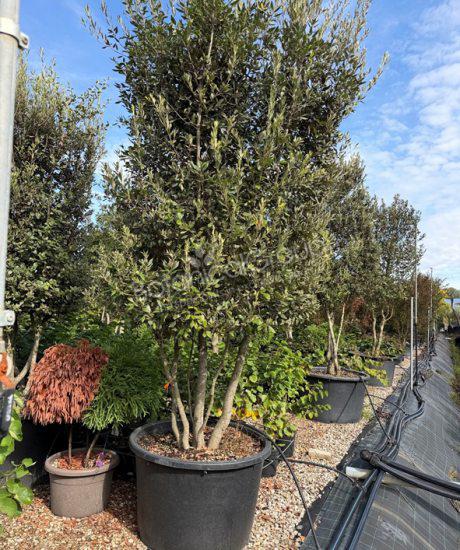 Quercus ilex - Steeneik