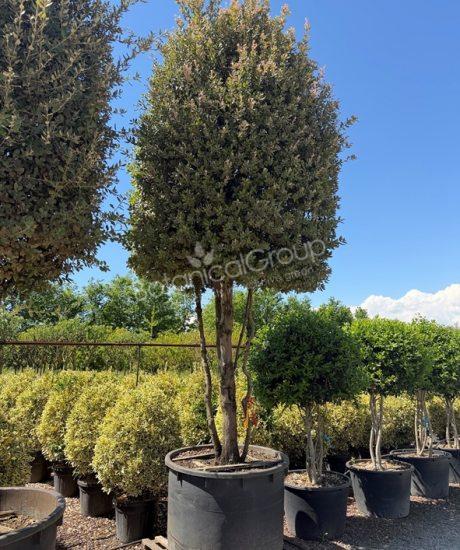 Quercus ilex - Steeneik