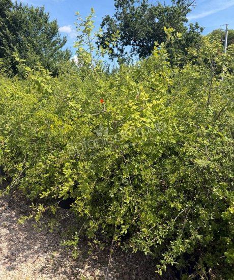 Quercus suber - Kurkeik