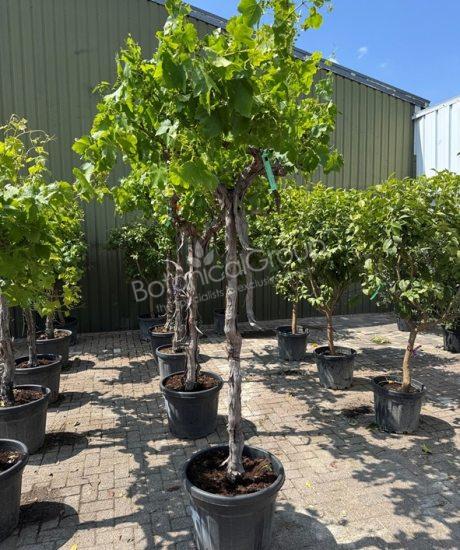 Druivenrank - Vitis vinifera