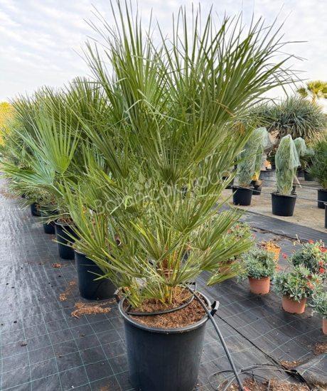 Chamaerops humilis - Europese dwergpalm