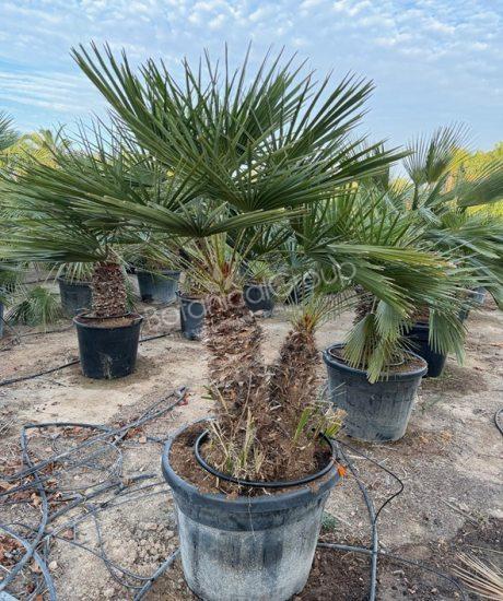 Chamaerops humilis - Europese dwergpalm