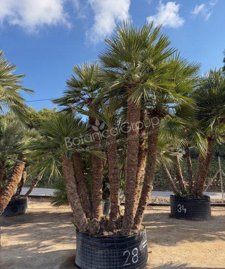 Chamaerops humilis - Europese dwergpalm